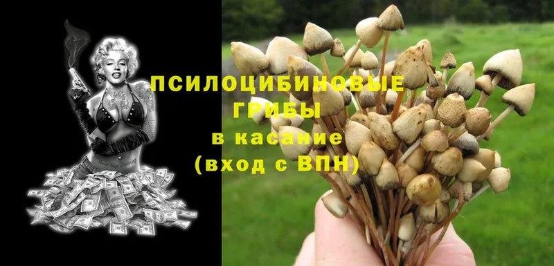 Галлюциногенные грибы Psilocybine cubensis  Вятские Поляны 